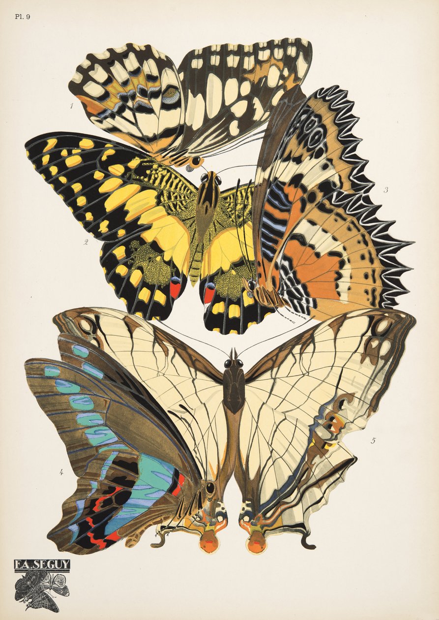 Płyta 9, z Butterflies, wyd. 1925 (odbitka szablonowa) autorstwa Émile Allain Séguy