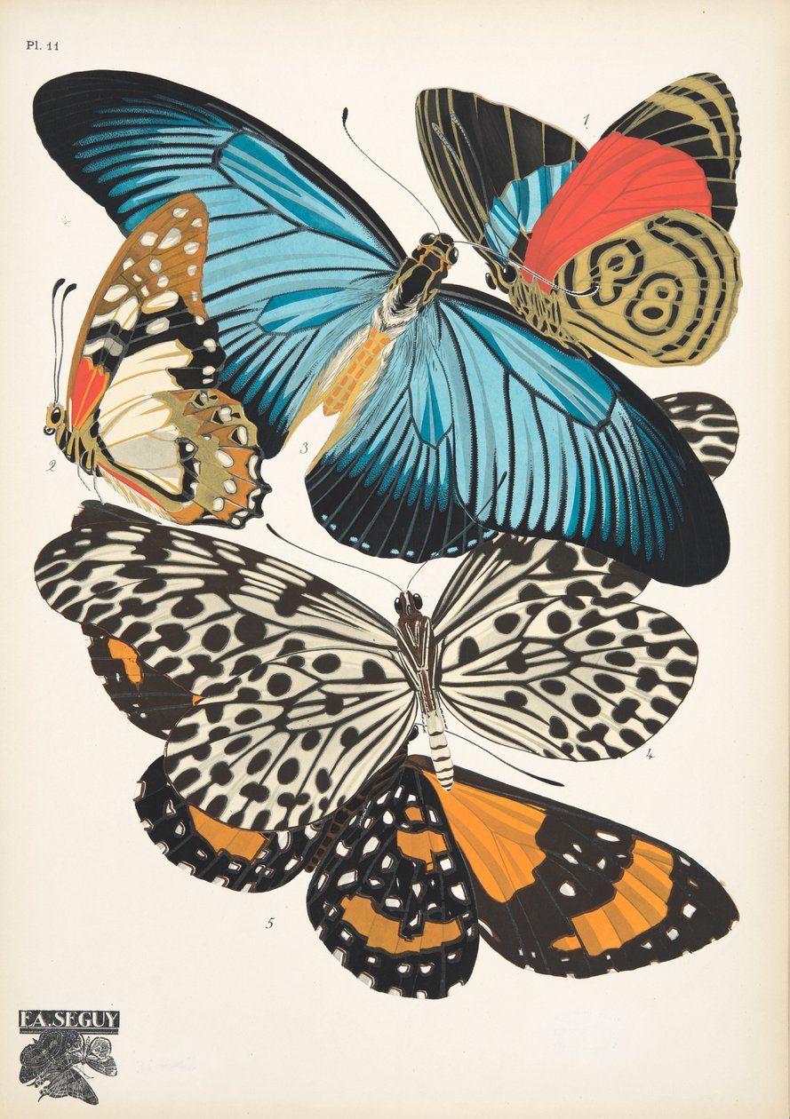 Płyta 11, z Butterflies, wyd. 1925 (odbitka szablonowa) autorstwa Émile Allain Séguy