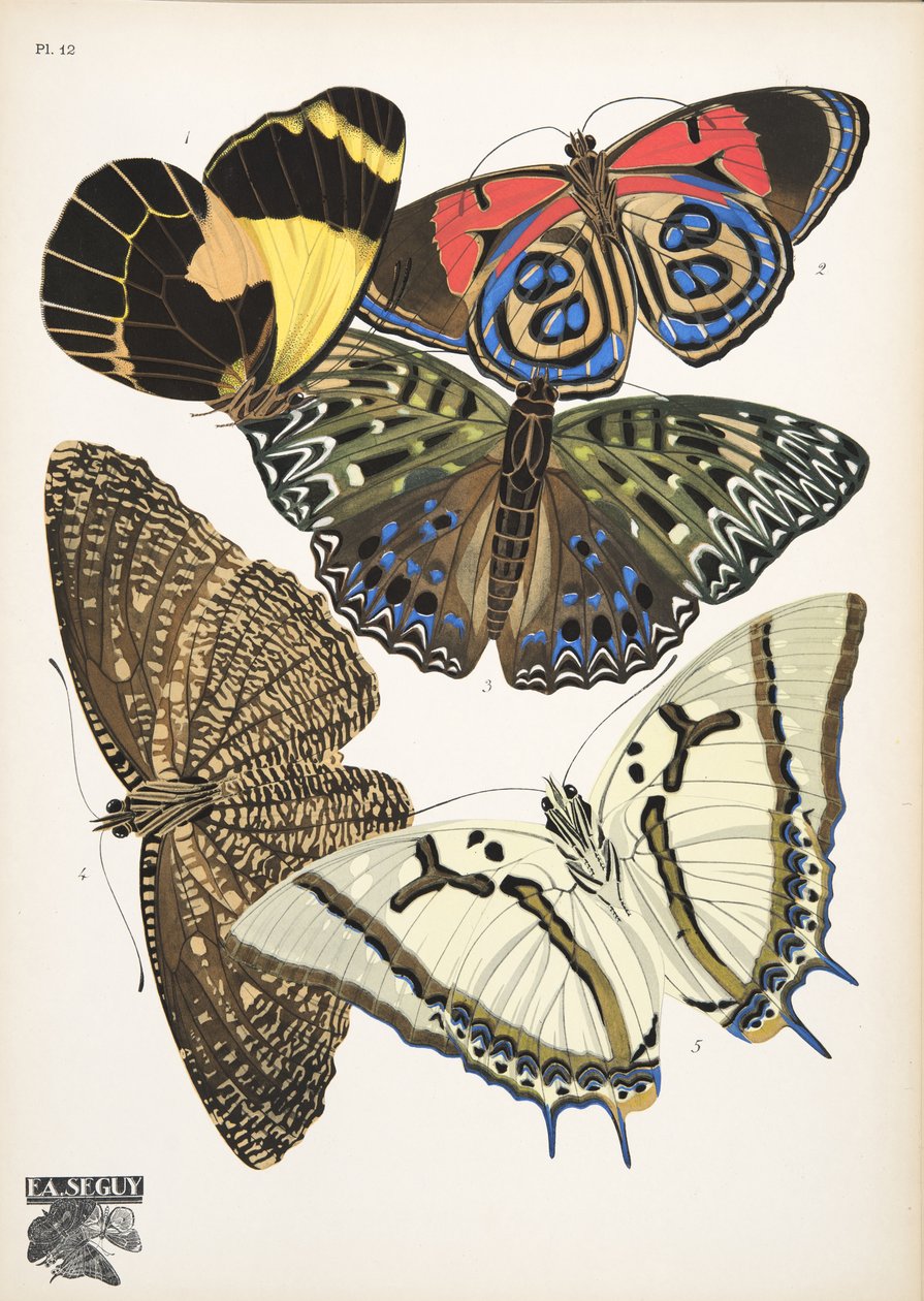 Płyta 12, z Butterflies, wyd. 1925 (odbitka szablonowa) autorstwa Émile Allain Séguy