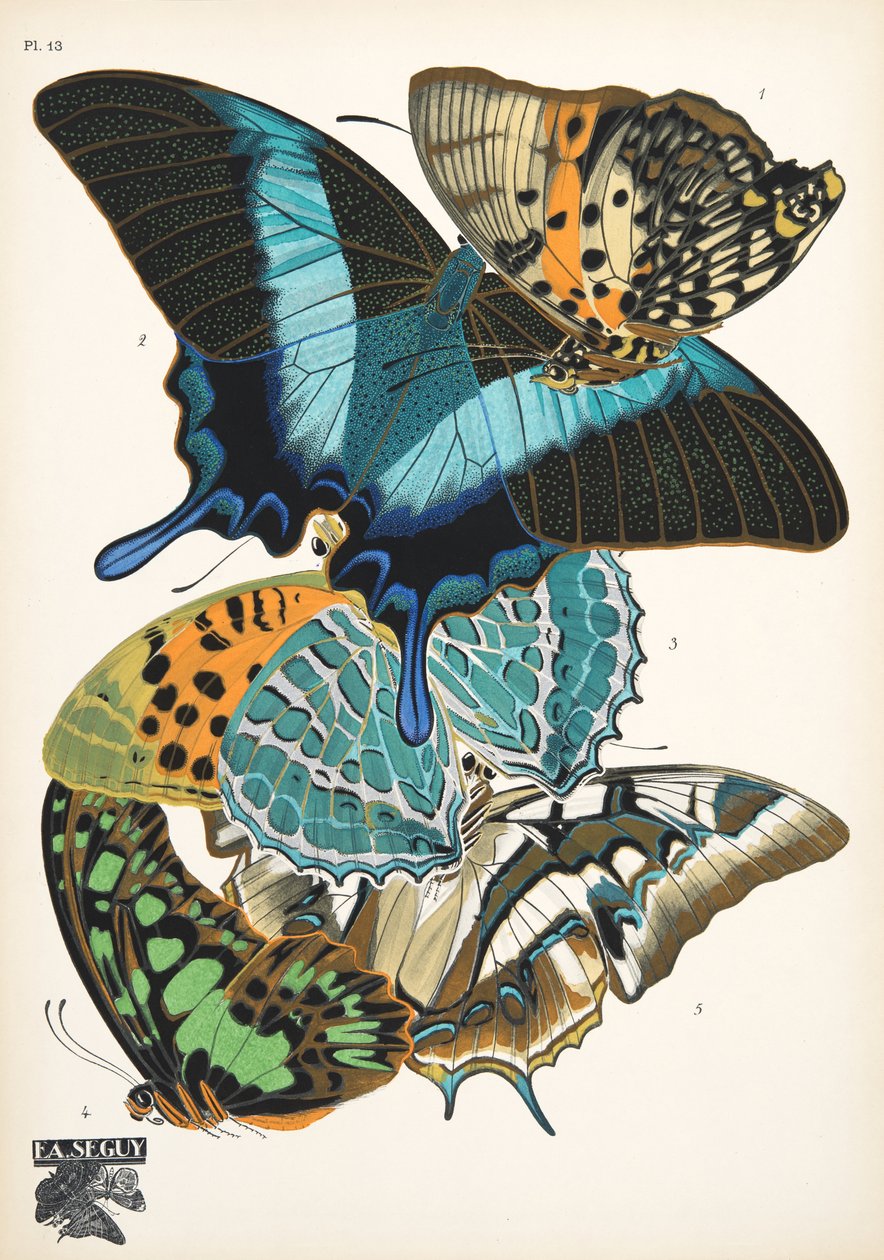 Płyta 13, z Butterflies, wyd. 1925 (odbitka szablonowa) autorstwa Émile Allain Séguy