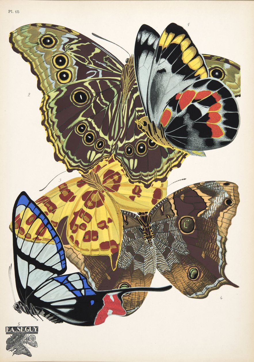 Płyta 15, z Butterflies, wyd. 1925 (odbitka szablonowa) autorstwa Émile Allain Séguy