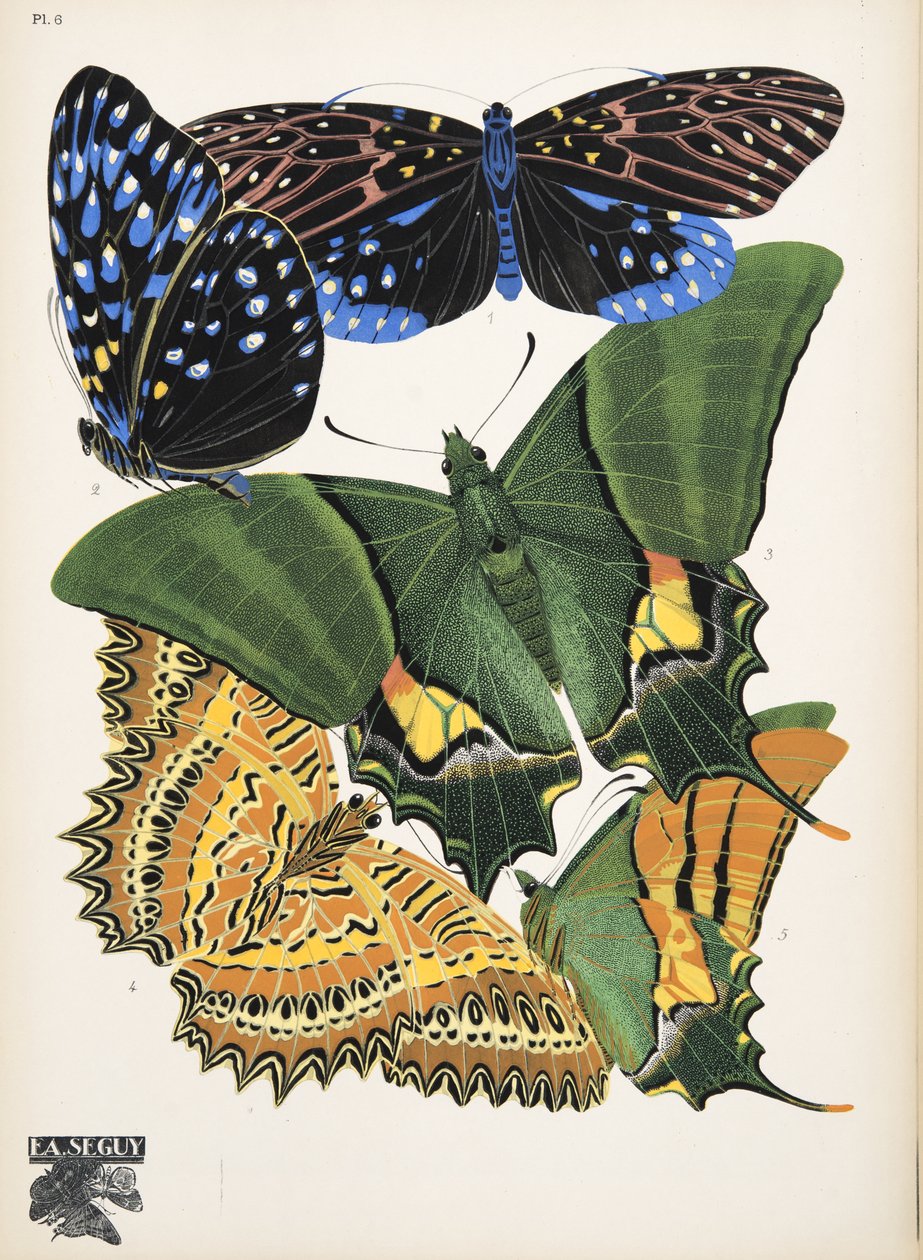 Płyta 6, z Butterflies, wyd. 1925 (odbitka szablonowa) autorstwa Émile Allain Séguy