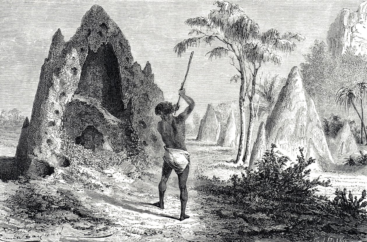 Sieci białych mrówek, termity (grawerowanie) autorstwa Emile Antoine Bayard