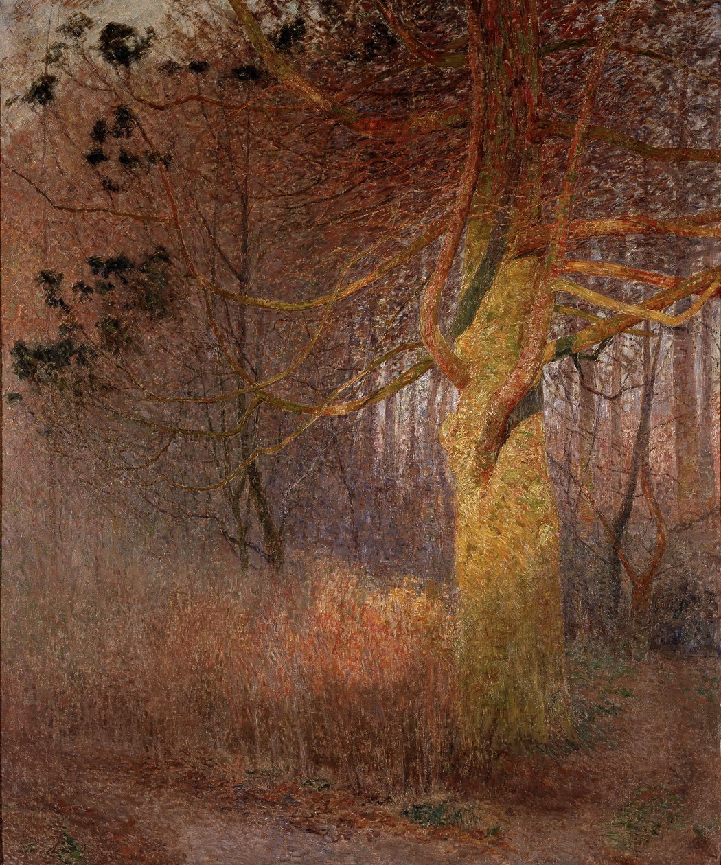 Słoneczne drzewo autorstwa Emile Claus