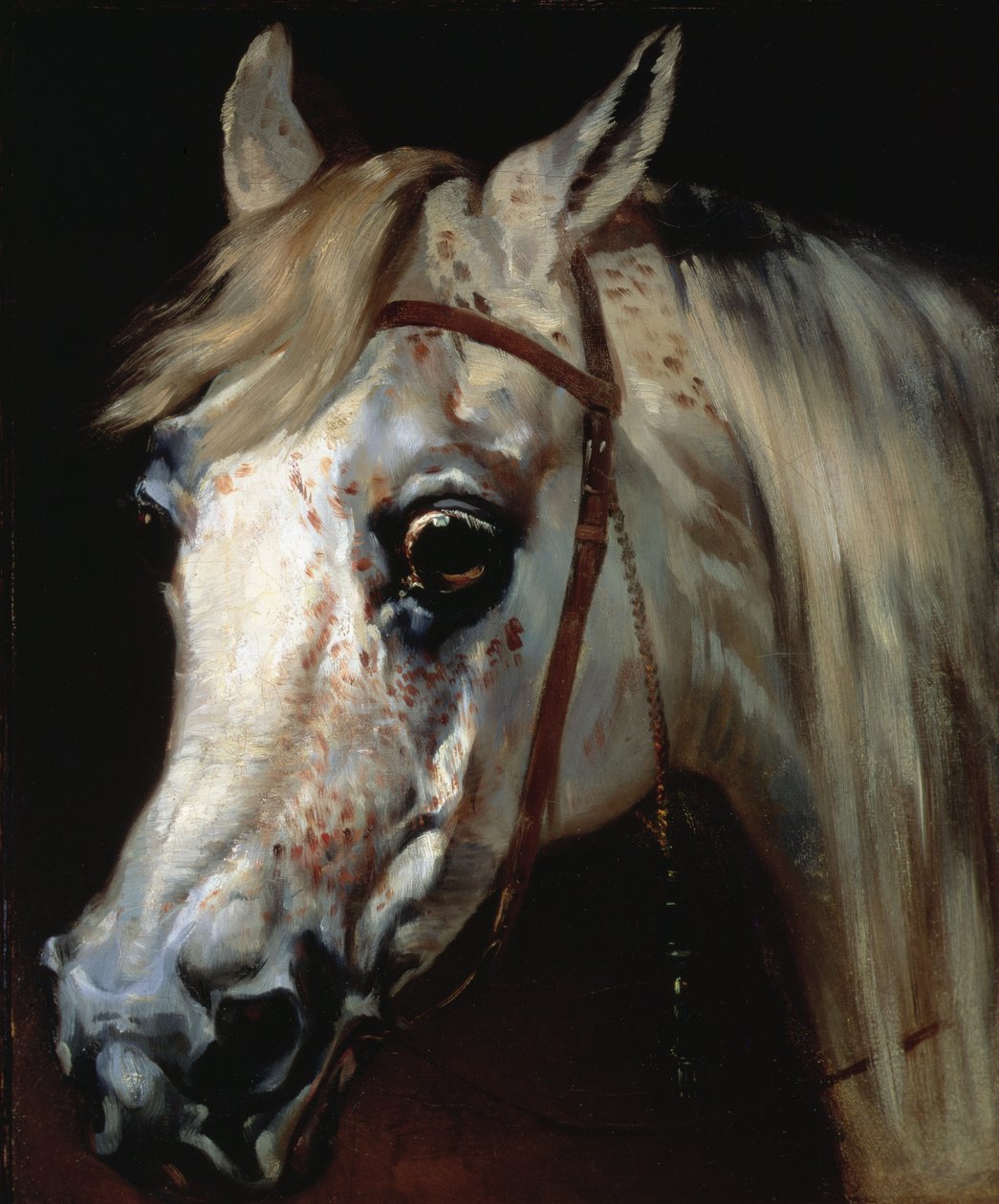 Głowa konia arabskiego, ok. 1840-50 (olej na płótnie) autorstwa Emile Jean Horace Vernet