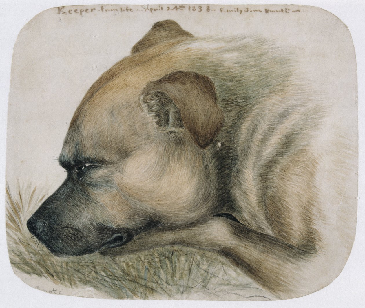 Opiekun - z życia, 1838 (ołówek i wc na papierze) autorstwa Emily Bronte