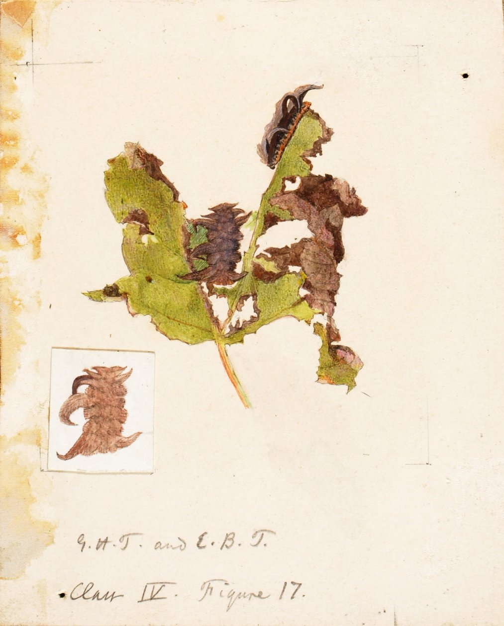 Crumpled Leaf Caterpillar, opracowanie do książki Concealing Coloration in the Animal Kingdom autorstwa Emma Beach Thayer