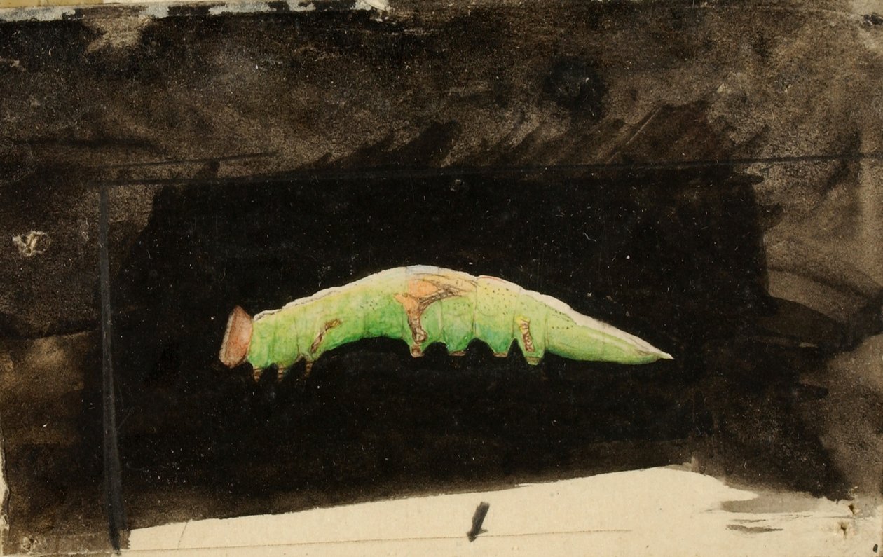 Larger Spotted Beach Leaf Edge Caterpillar, opracowanie do książki Concealing Coloration in Animal Kingdom autorstwa Emma Beach Thayer