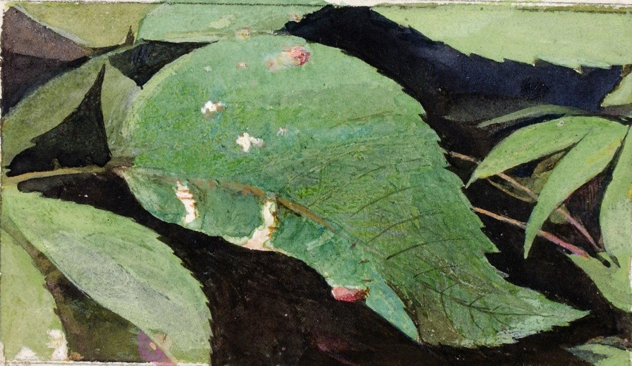 Gąsienica White Birch Leaf Edge, opracowanie do książki Concealing Coloration in the Animal Kingdom autorstwa Emma Beach Thayer