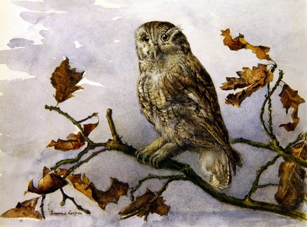 Sowa (akwarela na papierze) autorstwa Emma Cooper