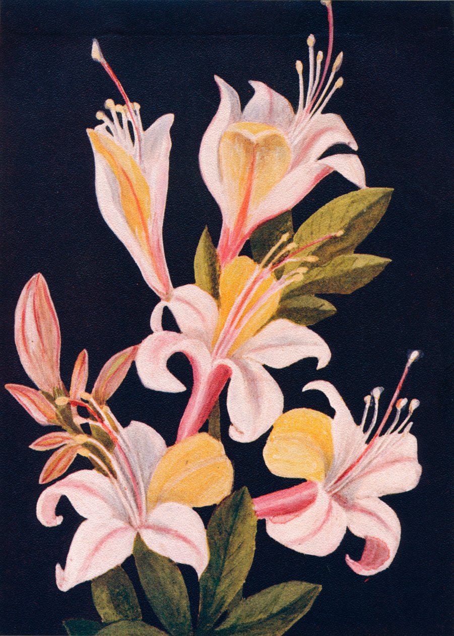 Azalia kalifornijska, c1915, 1915 autorstwa Emma Graham Clock