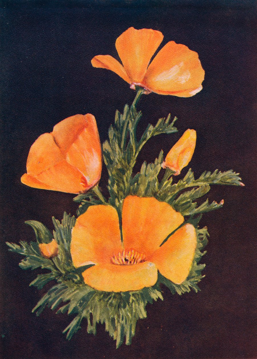 Mak kalifornijski, c1915, 1915 autorstwa Emma Graham Clock
