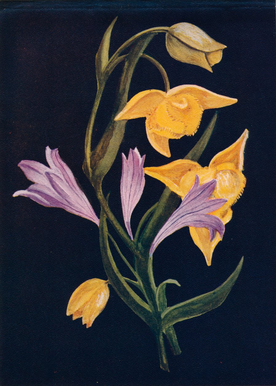 Diogenes Lantern & Harvest Brodiaea, c1915, 1915 autorstwa Emma Graham Clock