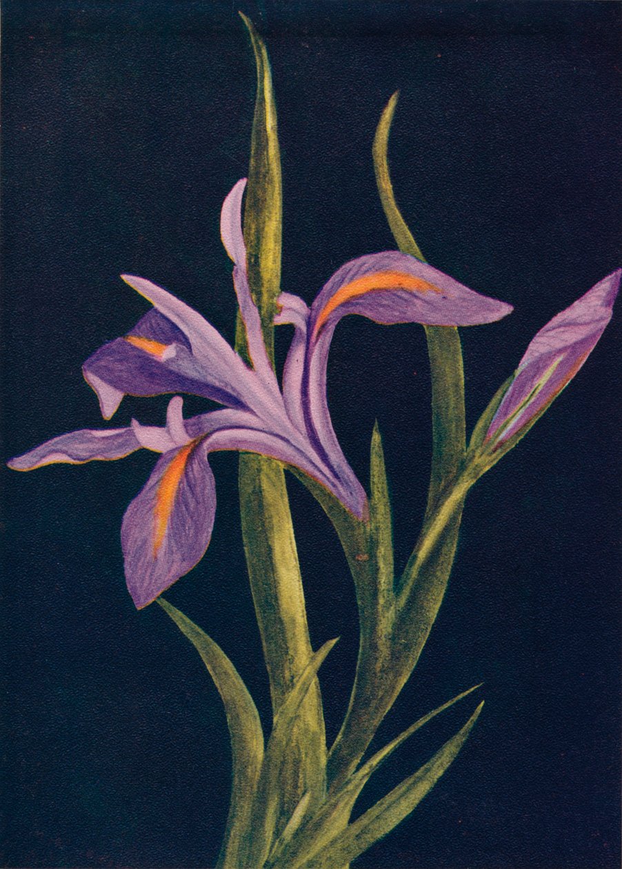 Irys ziemia, c1915, 1915 autorstwa Emma Graham Clock