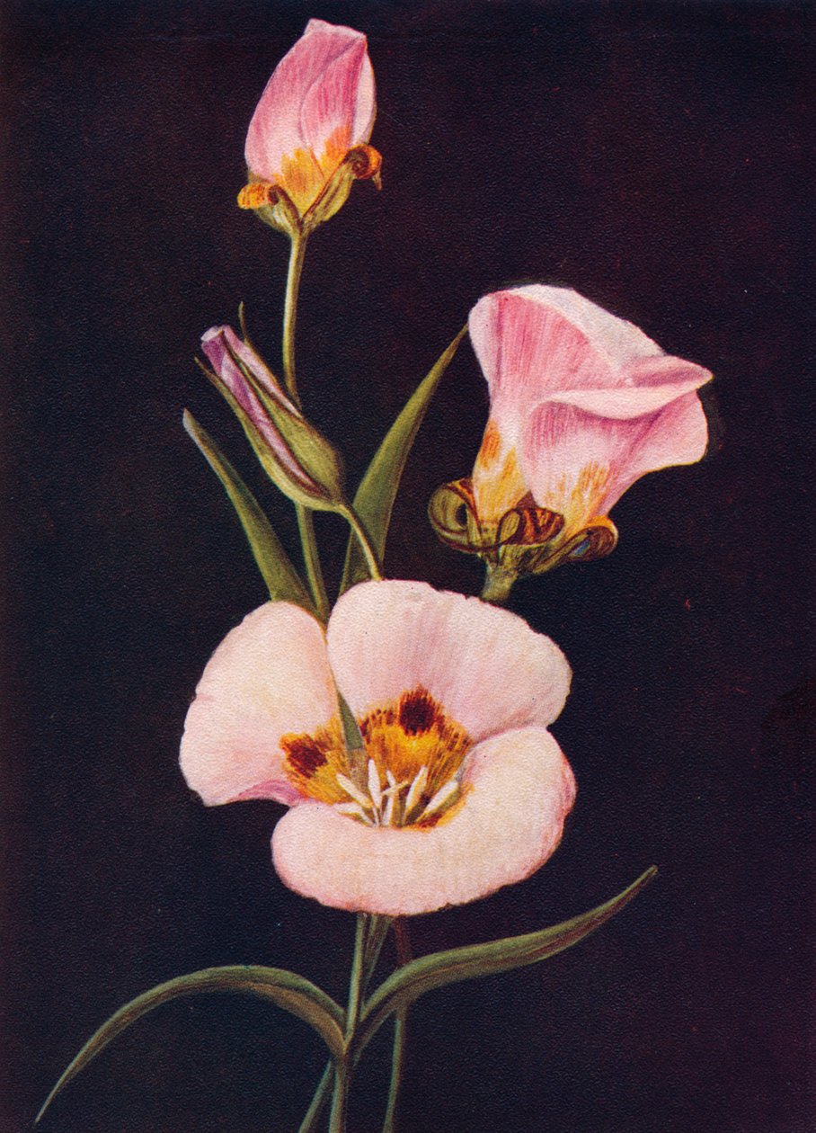 Tulipan Mariposa, c1915, 1915 autorstwa Emma Graham Clock