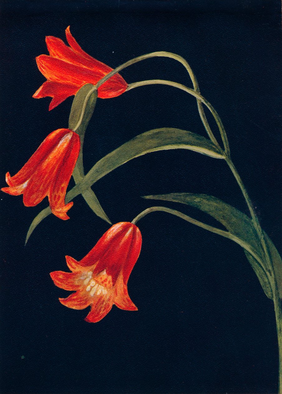 Szkarłatna Fritillaria, c1915, 1915 autorstwa Emma Graham Clock