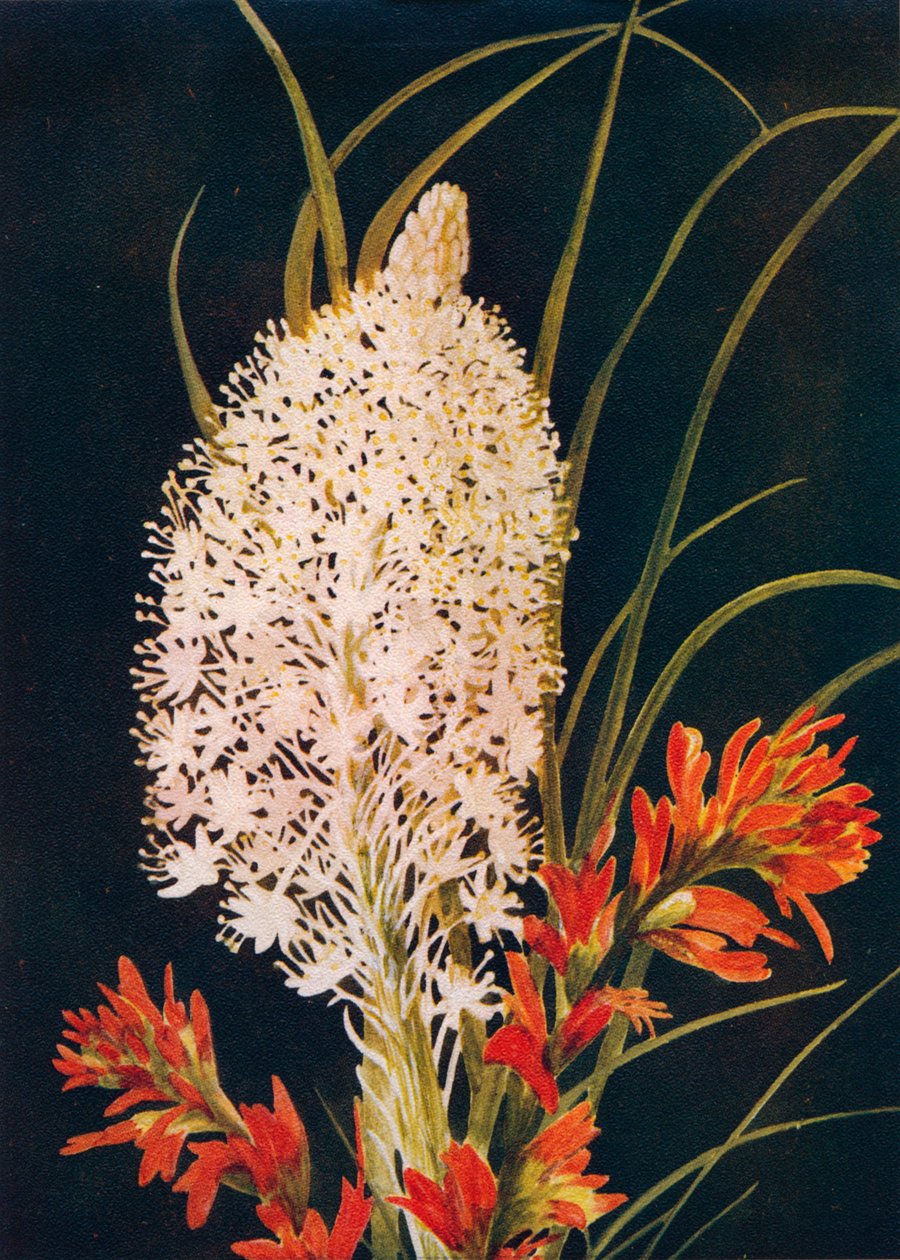 Pędzel z squaw Grass i szkarłatny, c1915, 1915 autorstwa Emma Graham Clock
