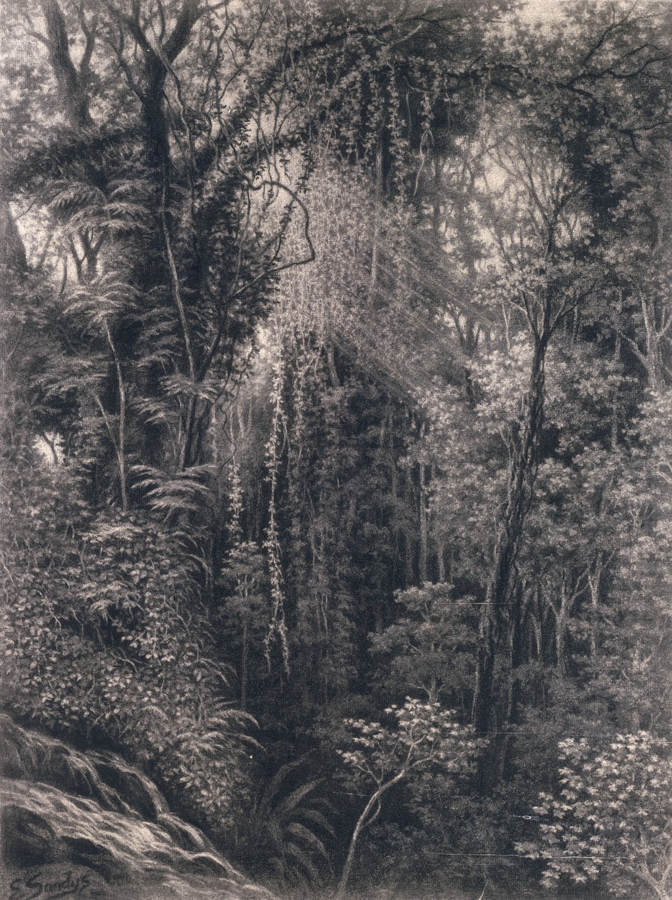 Widok na wąwóz nad Apią, Upolu, Samoa Zachodnie, 1877 (węgiel na papierze) autorstwa Emma Sandys