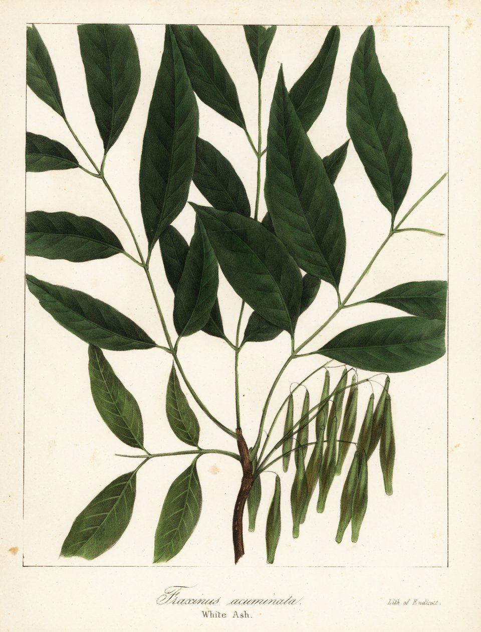 Jesion amerykański, Fraxinus americana (jesion biały, Fraxinus acuminata) autorstwa Endicott Endicott