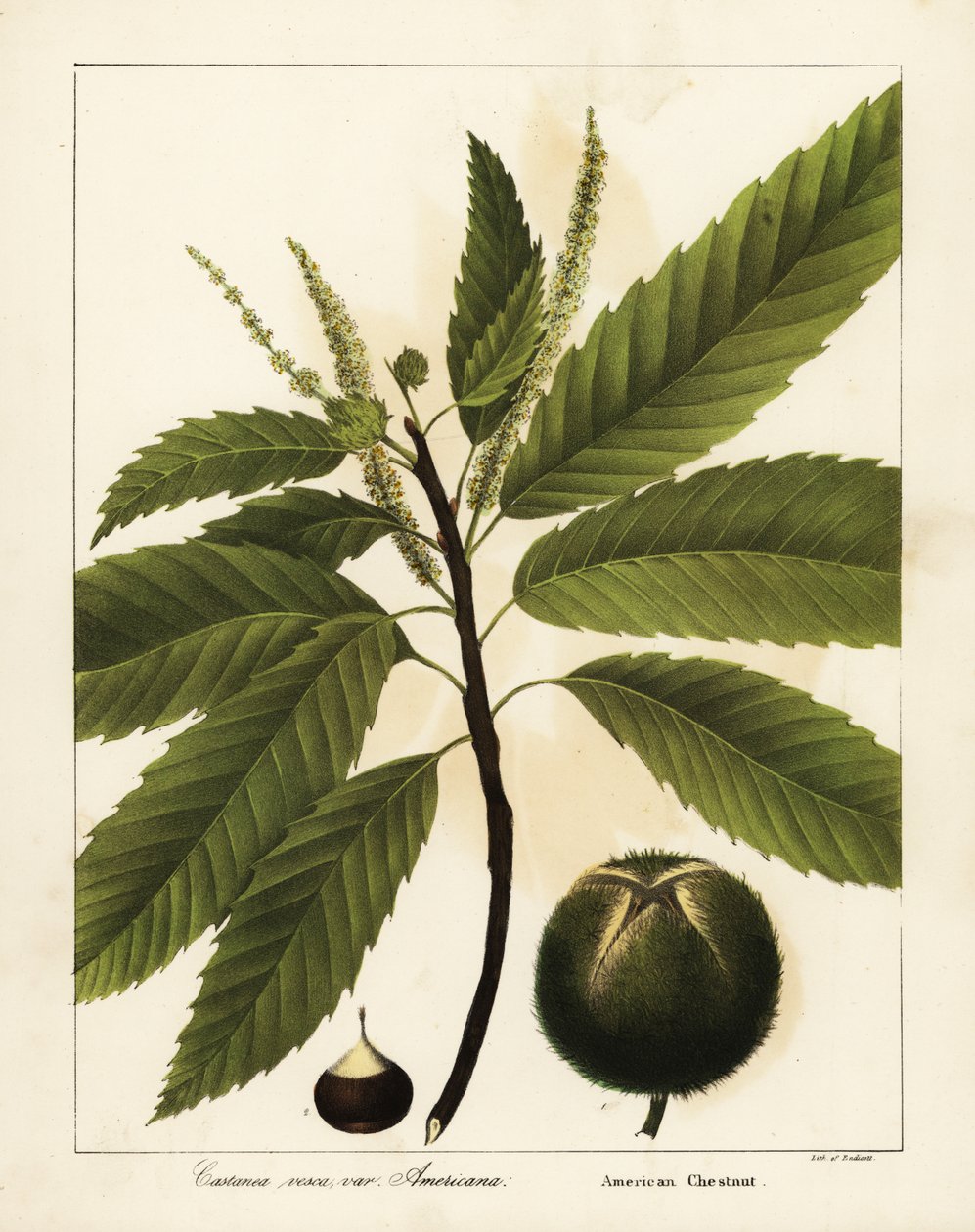Kasztan amerykański, Castanea dentata Castanea vesca var autorstwa Endicott Endicott