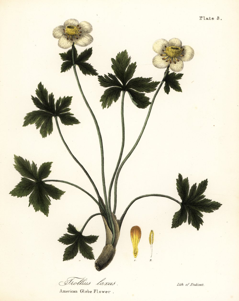 American Globe flower lub amerykański rozpościerający się globeflower, Trollius laxus autorstwa Endicott Endicott