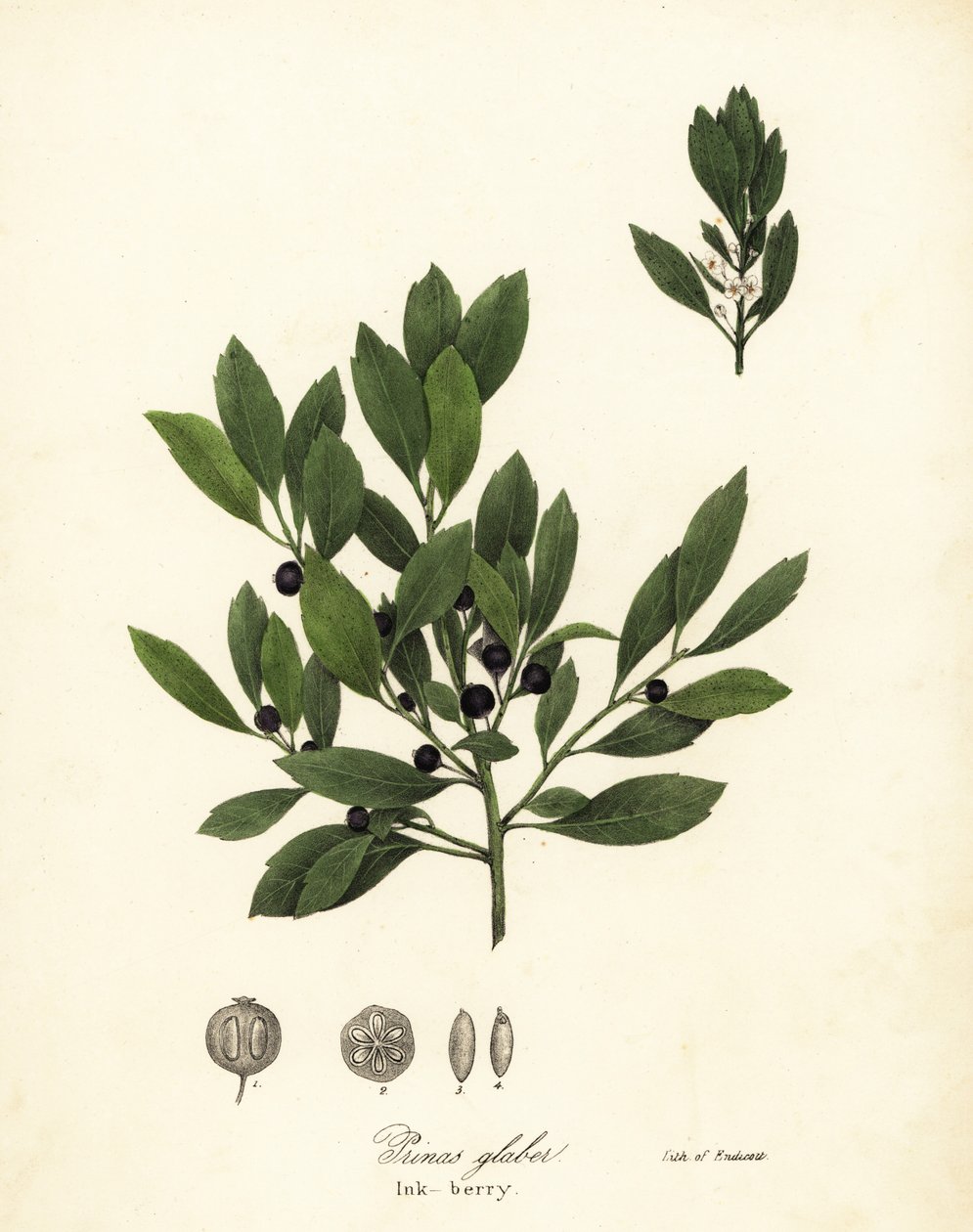 Herbata Appalachów, liście barwnikowe, zimozielona jagoda, limonka i jagoda, Ilex glabra autorstwa Endicott Endicott