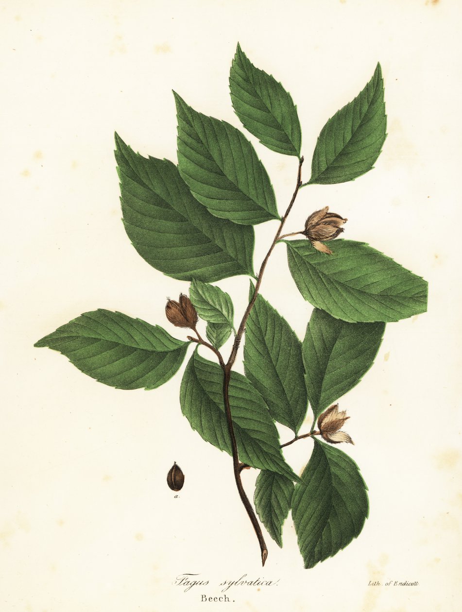 Buk, Fagus sylvatica autorstwa Endicott Endicott