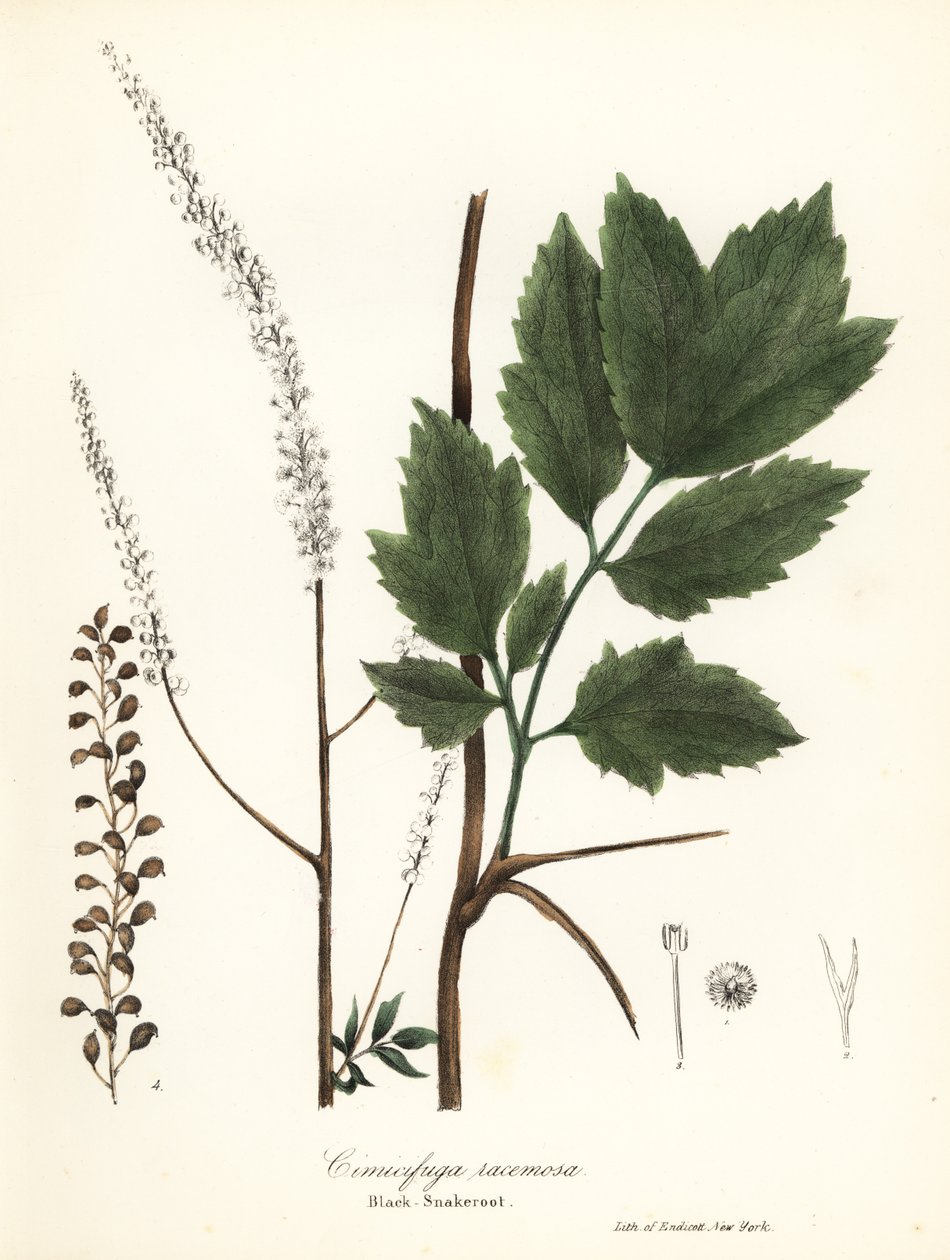Cohosh czarny, czarny pluskwiak, czarna świeca węża lub wróżka, Actaea racemosa (Cimicifuga racemosa) autorstwa Endicott Endicott