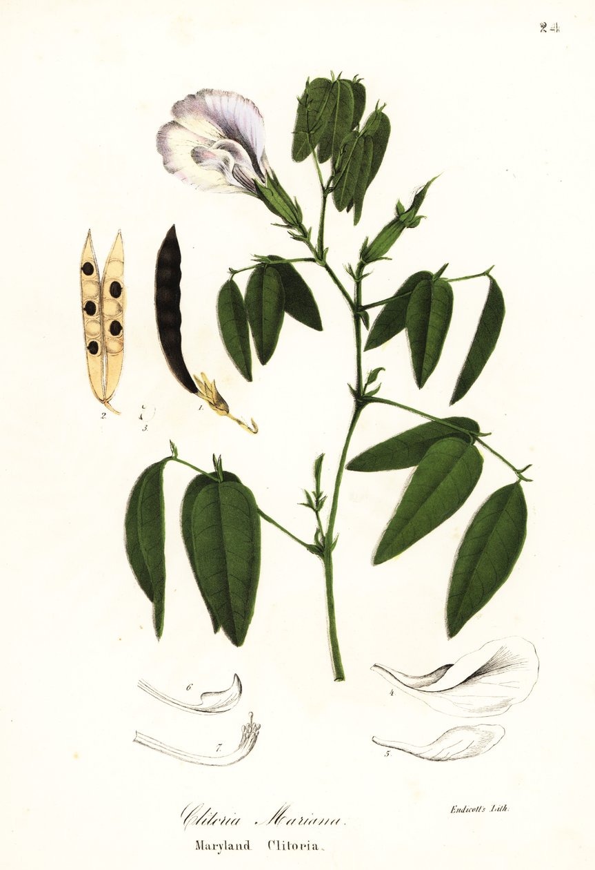 Groch motyla, skrzydła gołębia atlantyckiego lub klitoria Maryland, Clitoria mariana autorstwa Endicott Endicott