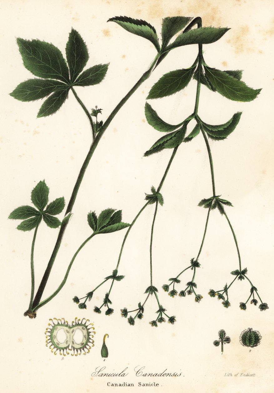 Canadian Blacksnakeroot lub Canadian Sanicle, Sanicula canadensis autorstwa Endicott Endicott