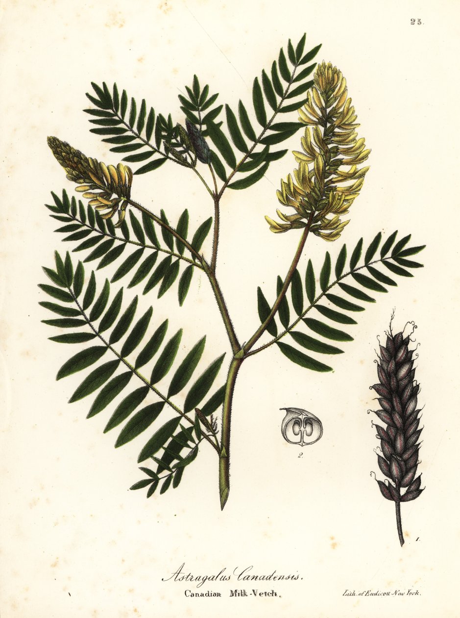 Wyka kanadyjska, Astragalus canadensis autorstwa Endicott Endicott