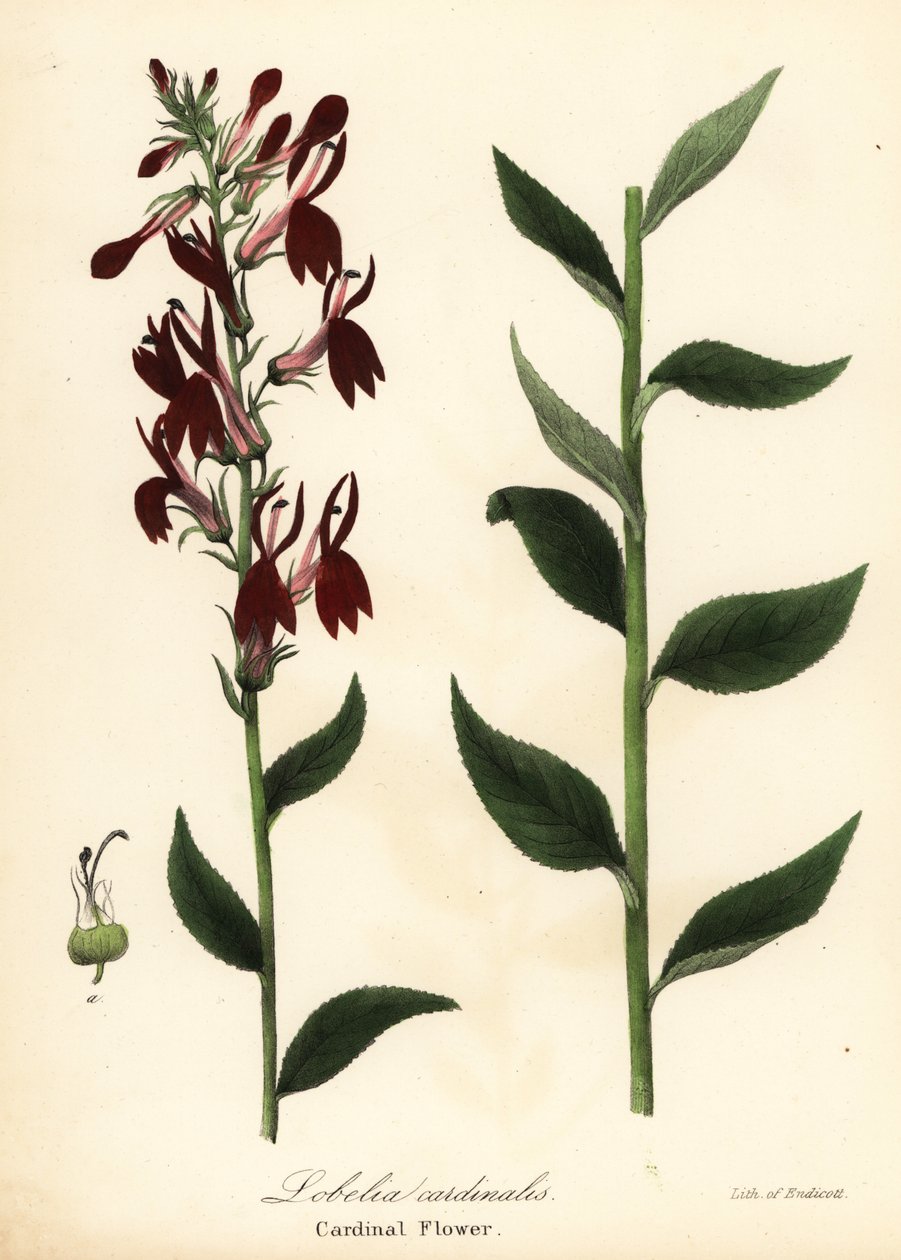 Kwiat kardynałowy, Lobelia cardinalis autorstwa Endicott Endicott