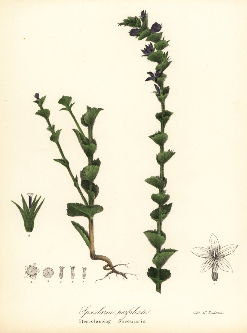 Triodanis perfoliata (Triadnis perfoliata) autorstwa Endicott Endicott