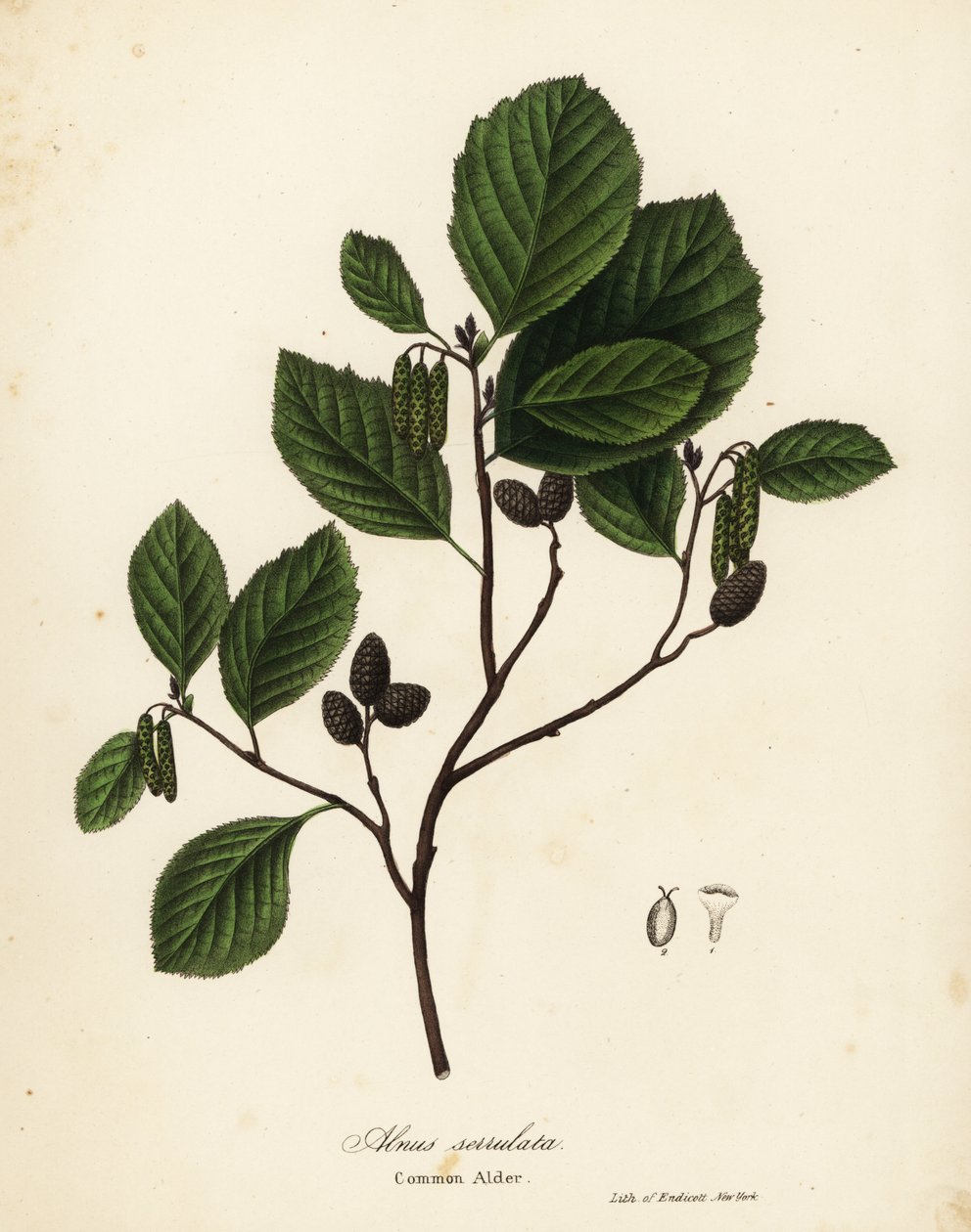 Olcha zwyczajna, leszczyna lub olcha gładka, Alnus serrulata autorstwa Endicott Endicott