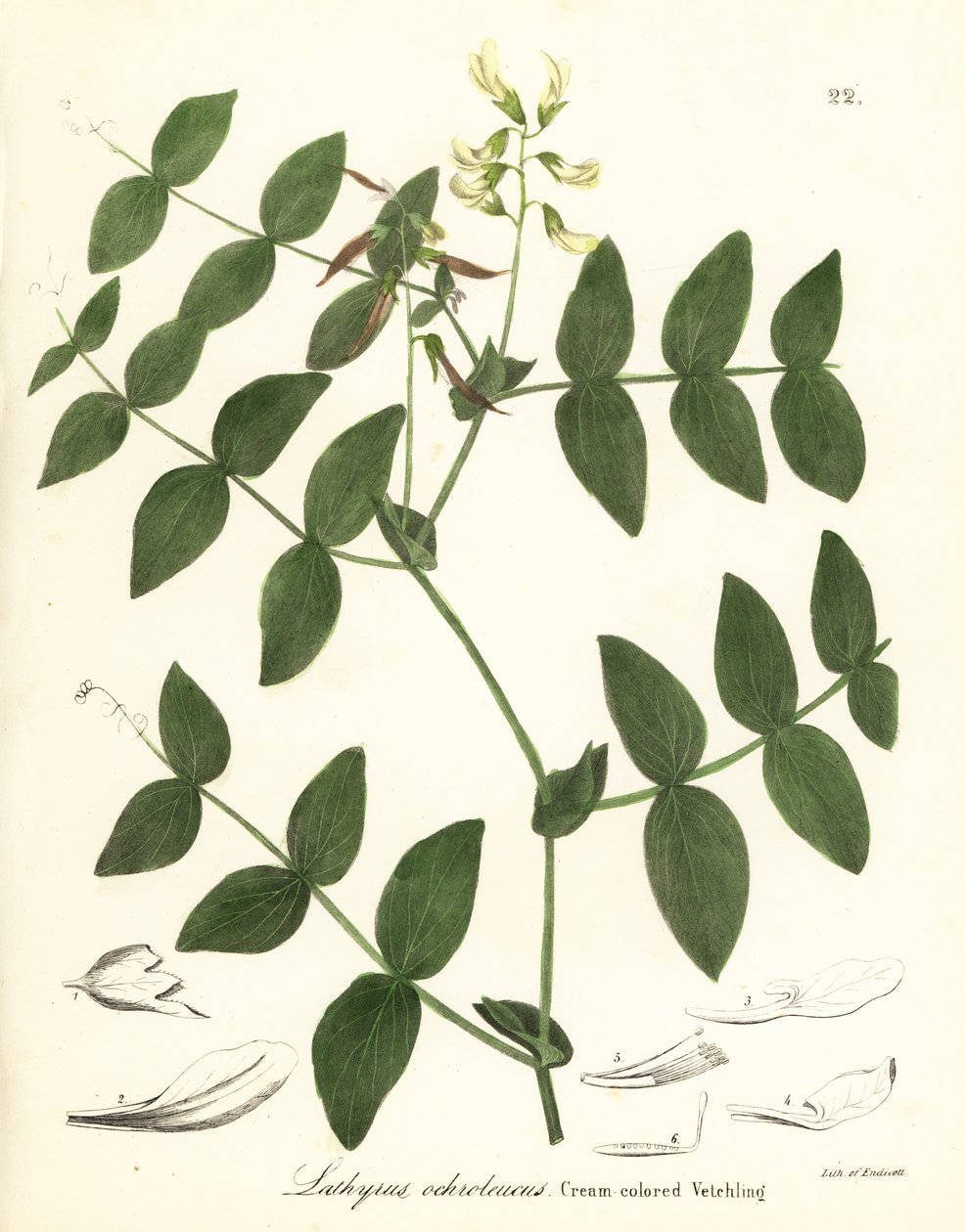 Groch kremowy lub wyka kremowa, Lathyrus ochroleucus autorstwa Endicott Endicott