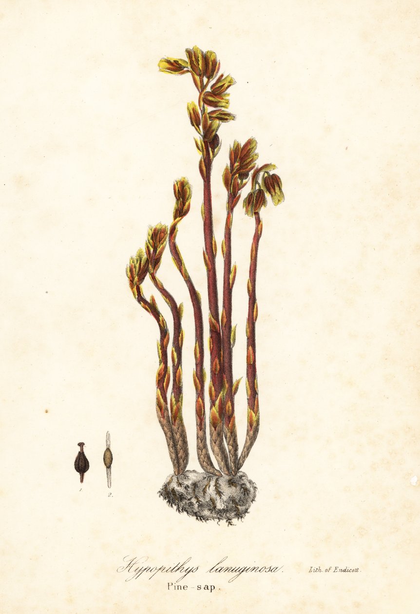 Fajka Holenderska, fałszywe krople bukowe, sosna lub żółte ptasie gniazdo, hypopity Monotropa (Sosna sosnowa, Hypopithys lanuginosa) autorstwa Endicott Endicott