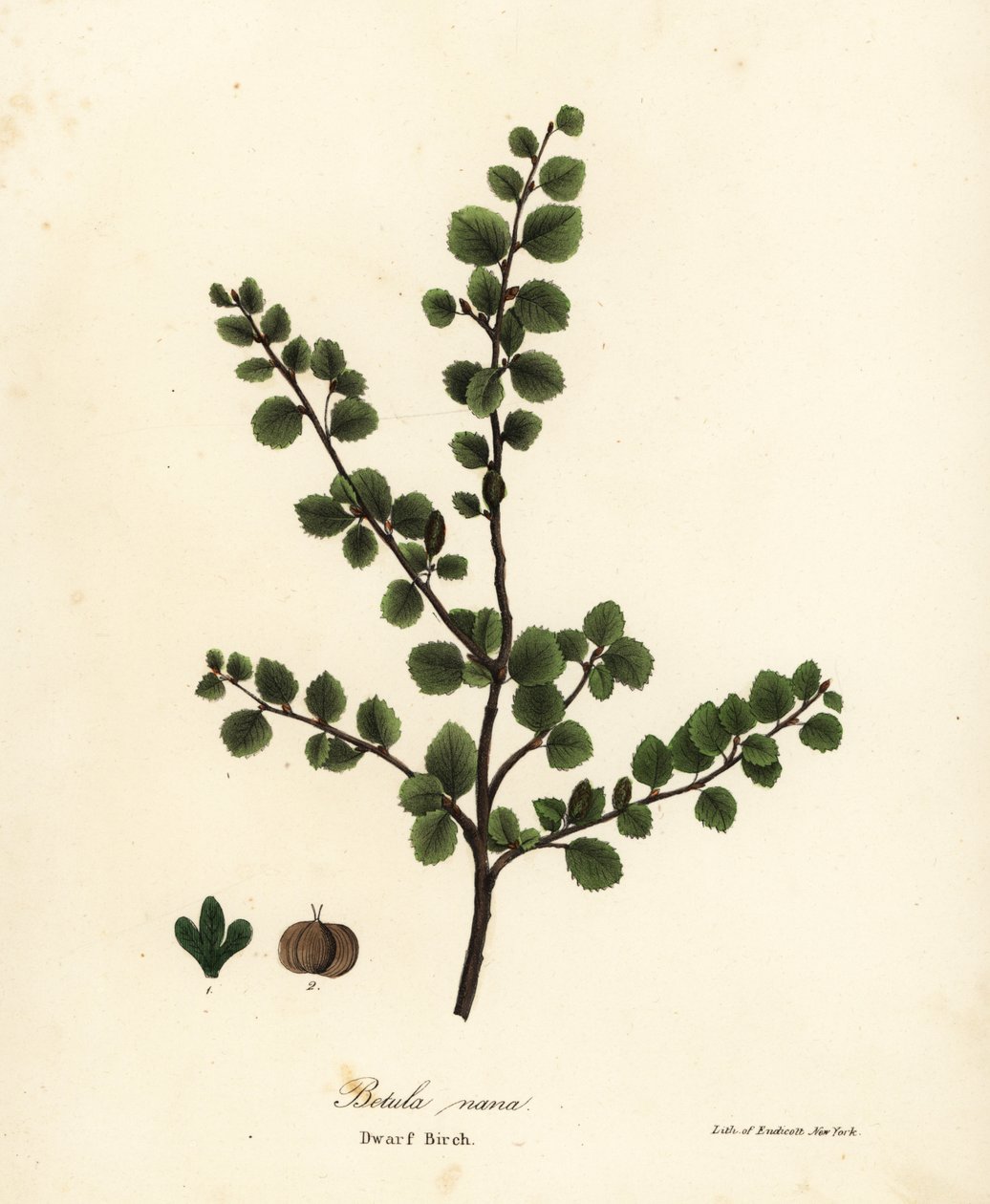 Brzoza karłowata, Betula nana autorstwa Endicott Endicott