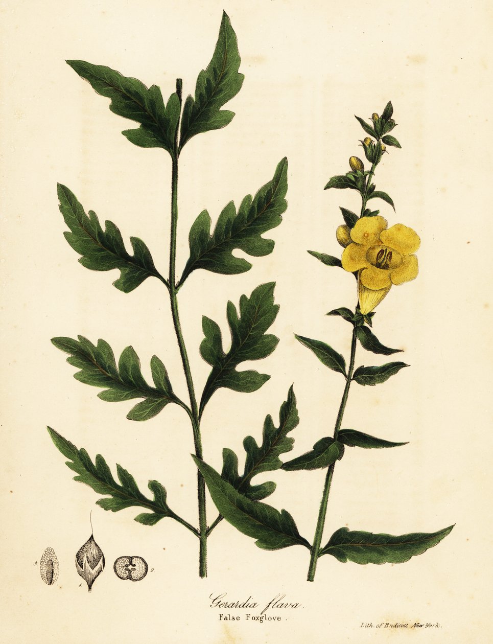 Fałszywa naparstnica, Aureolaria flava (Gerardia flava) autorstwa Endicott Endicott