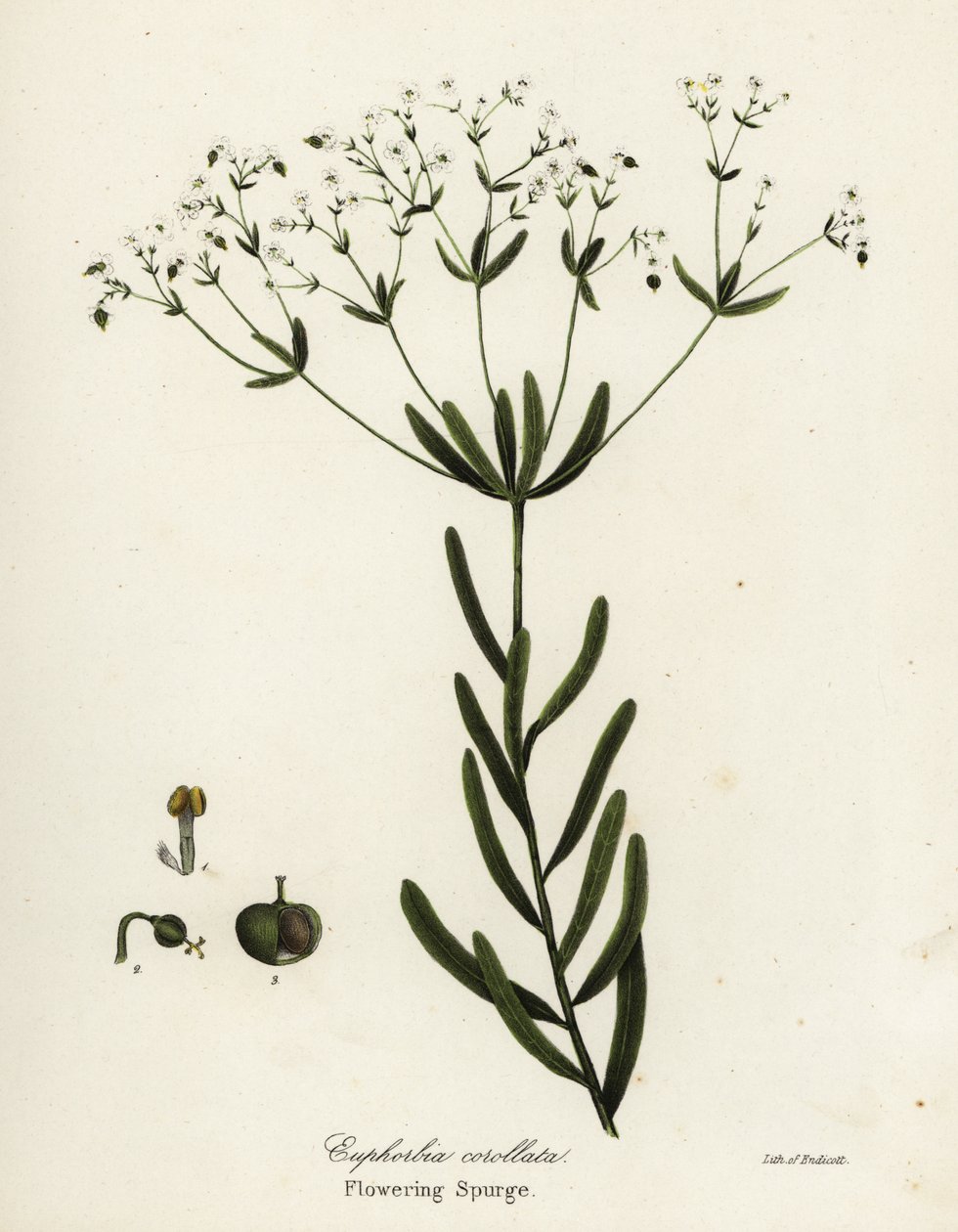 Kwitnąca wilczomlecz, Euphorbia corollata autorstwa Endicott Endicott