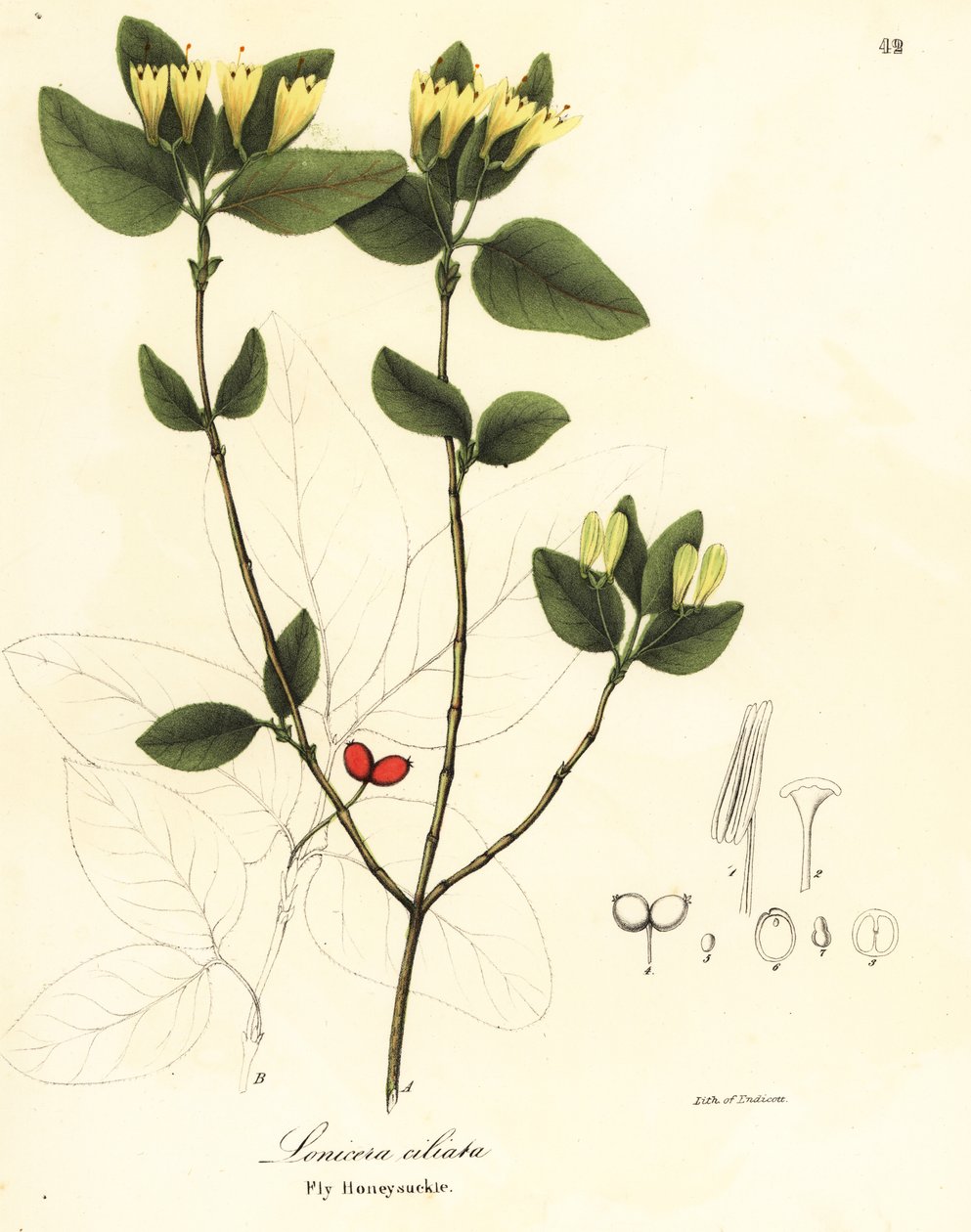 Mucha wiciokrzew , Lonicera ciliata autorstwa Endicott Endicott