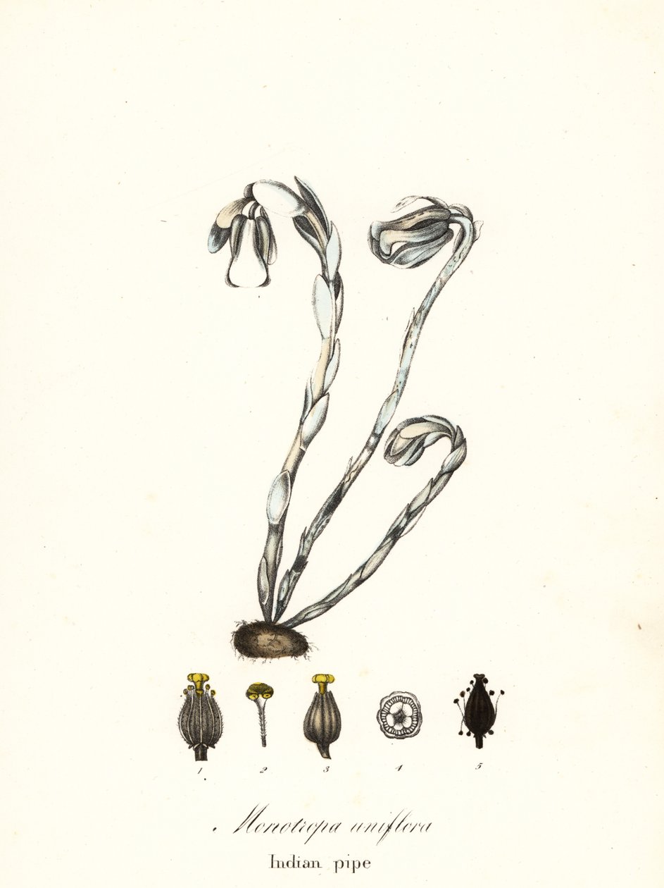 Roślina duchów, fajka duchów, fajka indyjska lub roślina zwłok, Monotropa uniflora autorstwa Endicott Endicott