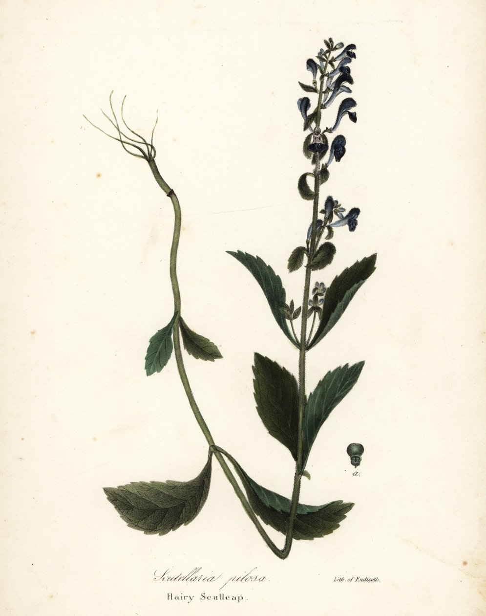 Scutellaria elliptica (Scutellaria pilosa) autorstwa Endicott Endicott