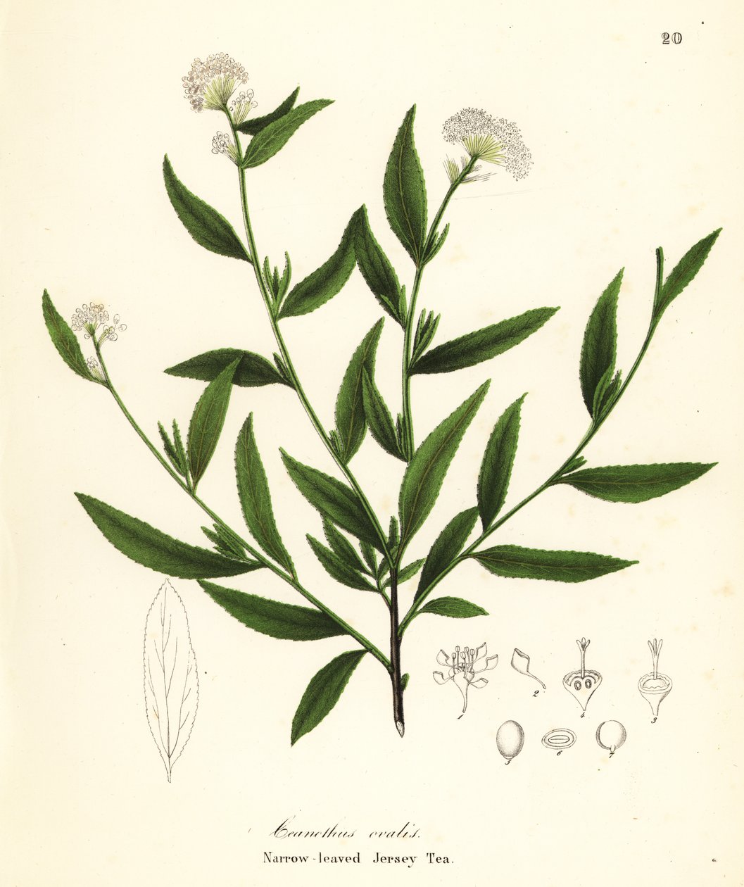 Herbata dżersejowa, Ceanothus herbaceus (herbata dżersejowa wąskolistna, Ceanothus ovalis) autorstwa Endicott Endicott
