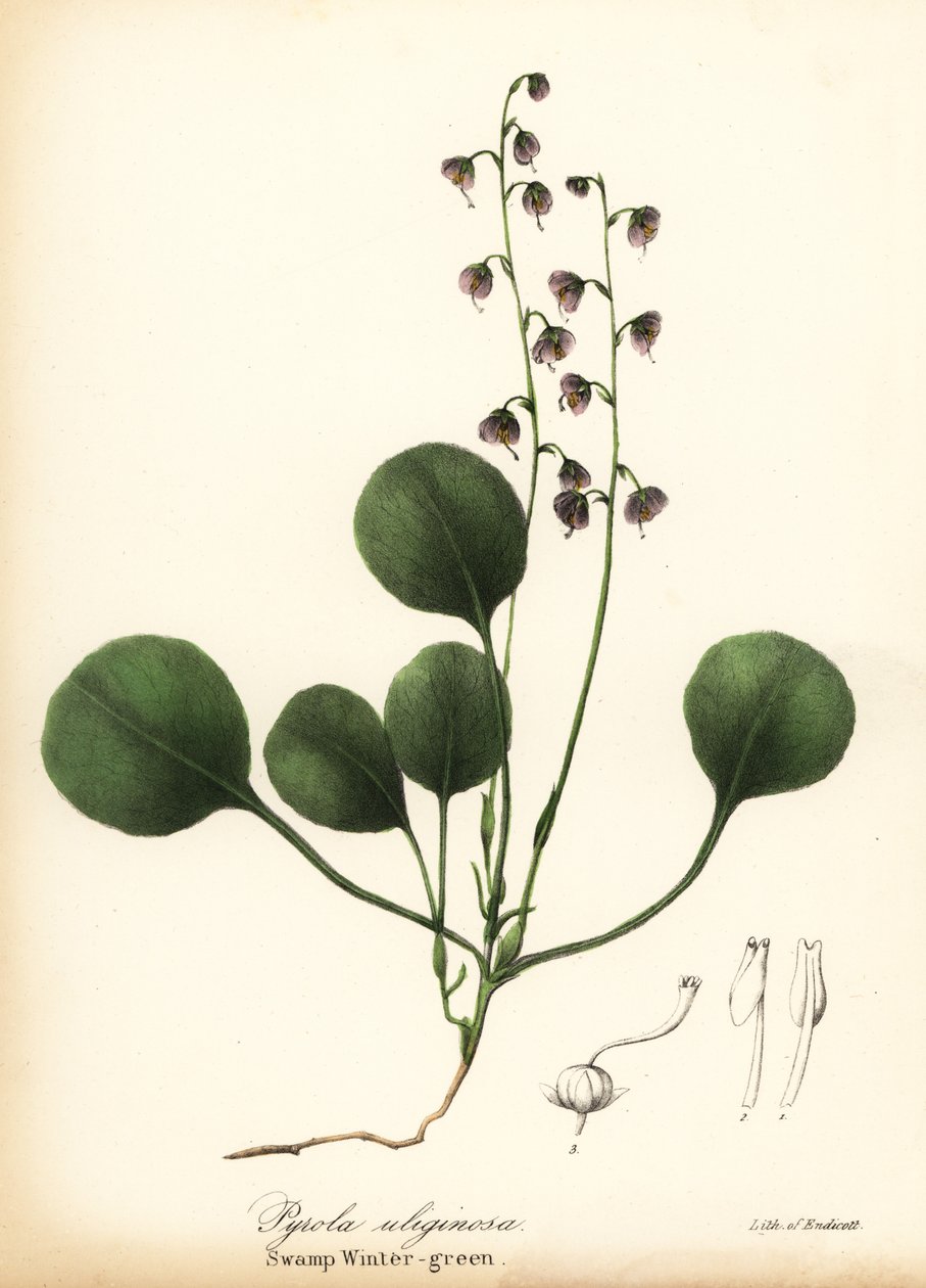 zimozielona wątrobowa, zimozielona bagienna lub zimozielona różowa, Pyrola asarifolia (zimozielona bagienna, Pyrola uliginosa) autorstwa Endicott Endicott