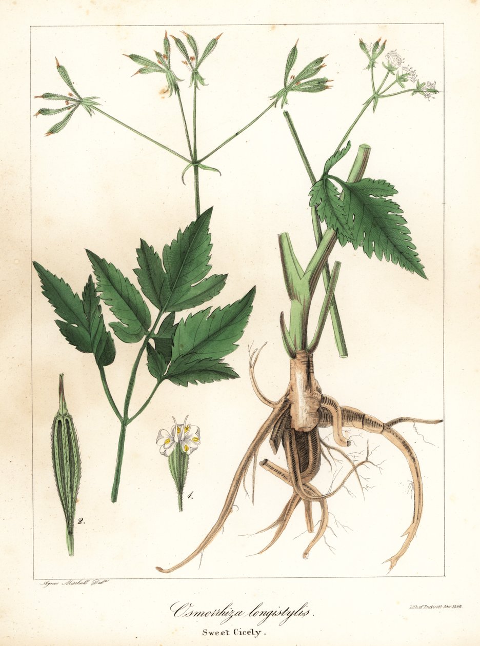 Długo-słodko-cicely, longstyle sweetroot lub sweet cicely, Osmorhiza longistylis autorstwa Endicott Endicott