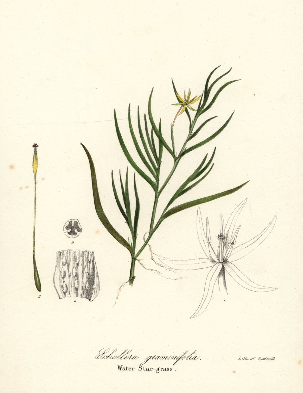 Babka błotna lub hiacynt wodny, Heteranthera dubia (Gwiaździsta wodna, Schollera graminifolia) autorstwa Endicott Endicott