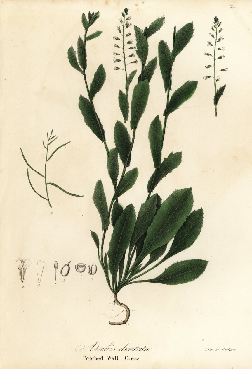 Murbeckiella pinnatifida (Rzeżucha zębata, Arabis dentata) autorstwa Endicott Endicott