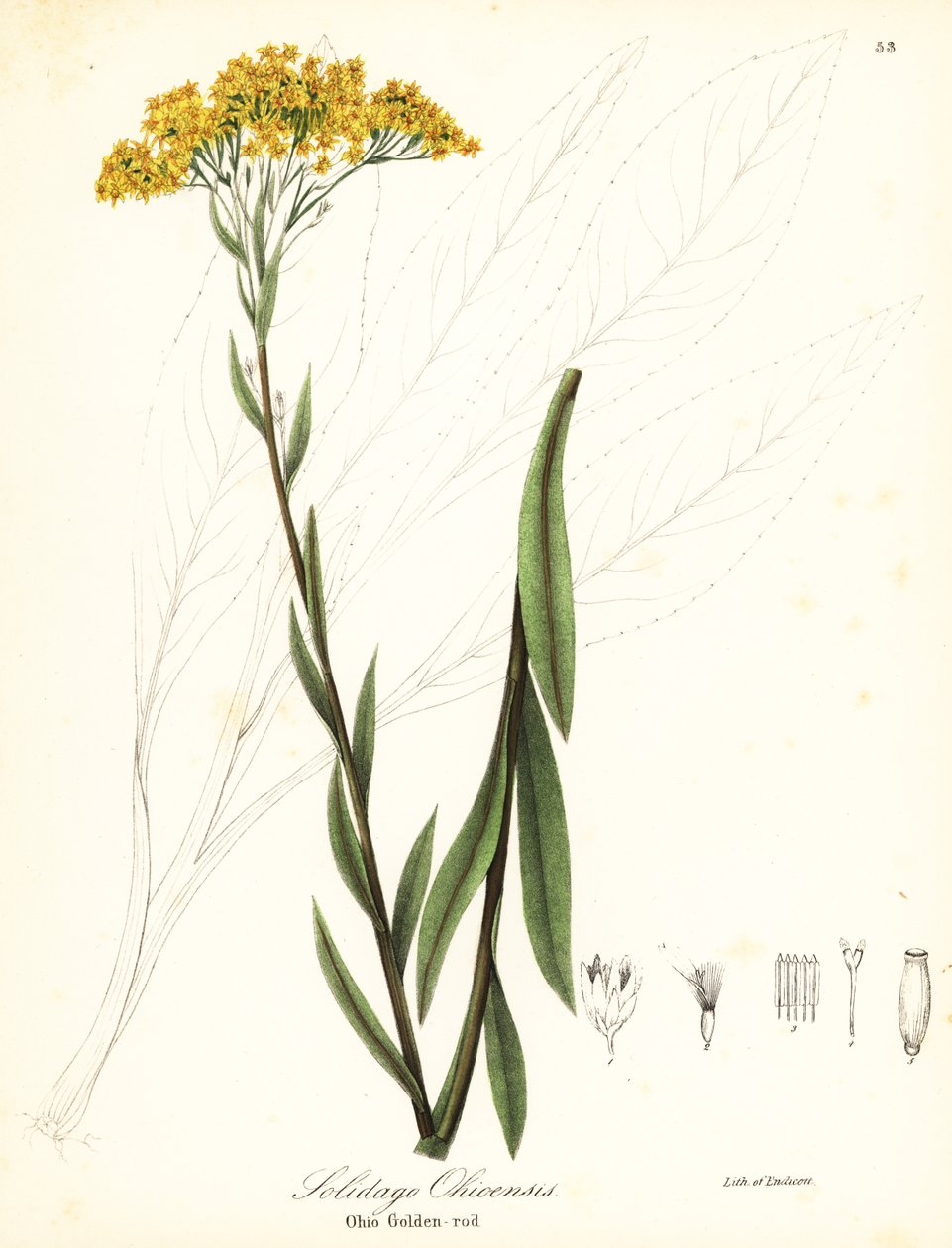 Nawłoć Ohio , Solidago ohioensis autorstwa Endicott Endicott