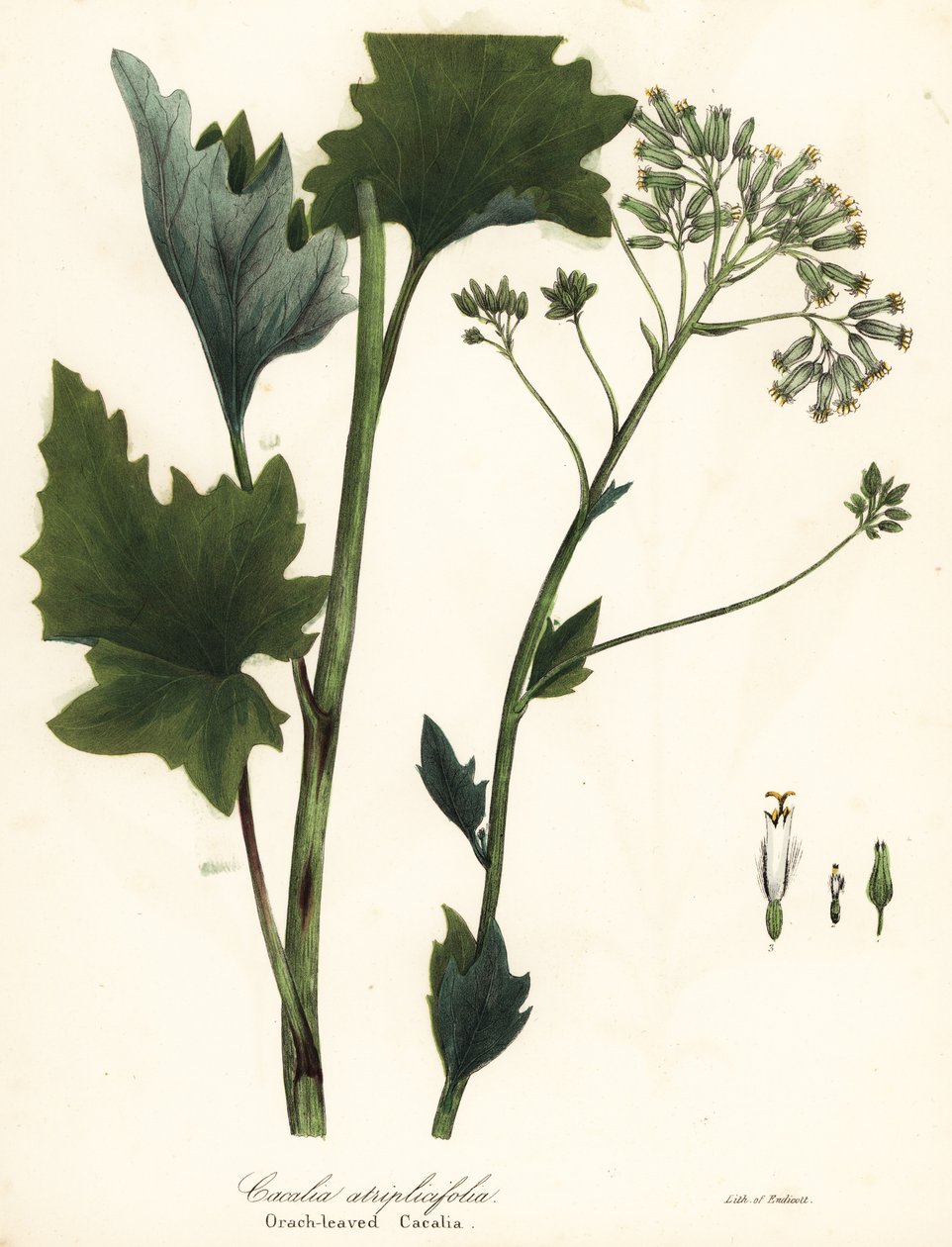 Babka blada indyjska, Arnoglossum atriplicifolium (cacalia pomarańczowolistna, Cacalia atriplicifolia) autorstwa Endicott Endicott