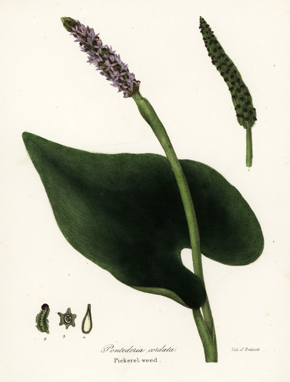 Ziele pikereli, Pontederia cordata autorstwa Endicott Endicott